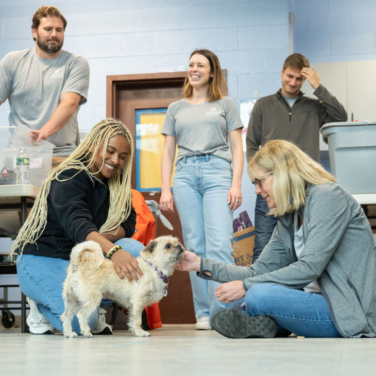 Animal Welfare League